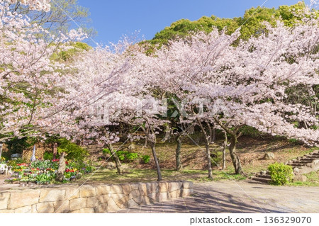 Cherry blossoms in full bloom in spring at Sumaura Park in Kobe 136329070