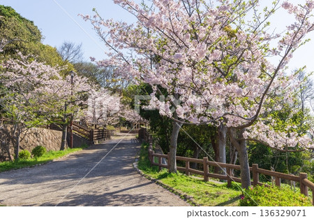 神戶須茂浦公園的櫻花在春天盛開 神戶須茂浦公園的櫻花在春天盛開 136329071