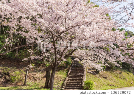 神戶須茂浦公園的櫻花在春天盛開 神戶須茂浦公園的櫻花在春天盛開 136329072
