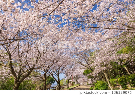 神戶須茂浦公園的櫻花在春天盛開 136329075