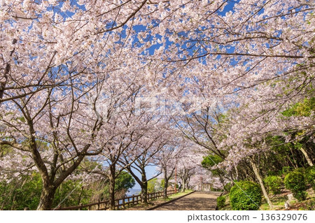 神戶須茂浦公園的櫻花在春天盛開 136329076