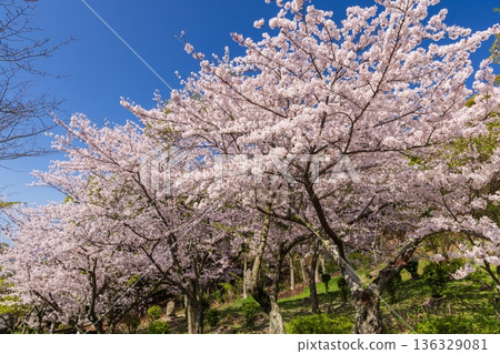 Cherry blossoms in full bloom in spring at Sumaura Park in Kobe 136329081
