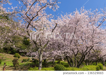 Cherry blossoms in full bloom in spring at Sumaura Park in Kobe Cherry blossoms in full bloom in spring at Sumaura Park in Kobe 136329083