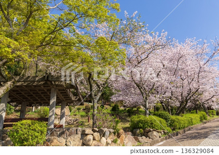 Cherry blossoms in full bloom in spring at Sumaura Park in Kobe 136329084
