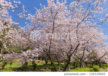 Cherry blossoms in full bloom in spring at Sumaura Park in Kobe 136329085