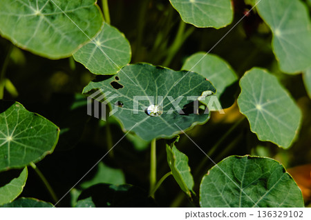 Close-Up of Dew Drop on Vibrant Green Nasturtium Leaf in Sunlight Close-Up of Dew Drop on Vibrant Green Nasturtium Leaf in Sunlight 136329102