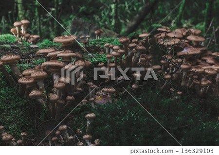 Dimly Lit Forest Colony of Brown Mushrooms on Mossy Fallen Log Dimly Lit Forest Colony of Brown Mushrooms on Mossy Fallen Log 136329103