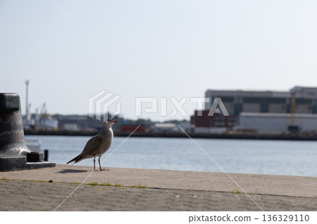 Seagull Perched on Urban Waterfront Promenade in Harbor Setting 136329110
