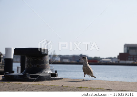 Seagull Standing Near Harbor Bollard with City Skyline in Background 136329111