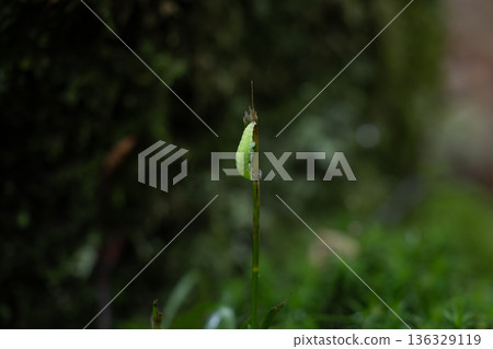 Green Chrysalis on Single Blade of Grass in Lush Forest Setting 136329119