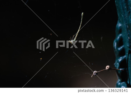 Dragonfly Trapped in Spider Web with Dark Background Close View Dragonfly Trapped in Spider Web with Dark Background Close View 136329141