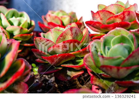 Vibrant Red and Green Succulent Plants in Sunlit Garden Close-Up Vibrant Red and Green Succulent Plants in Sunlit Garden Close-Up 136329241