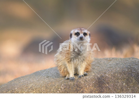 Frontal portrait of a meerkat 136329314