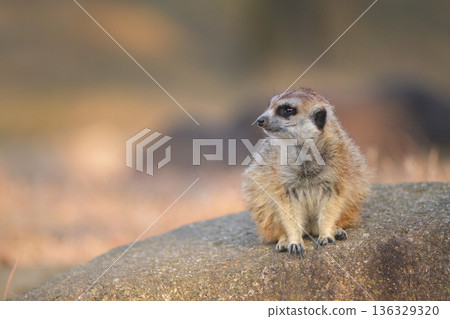 Meerkat portrait showing the left side of its face 136329320