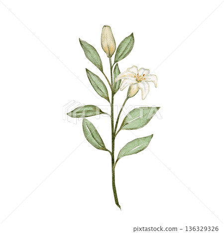 White lily flower branch isolated on white background, hand-painted watercolor elegant floral clip art perfect for branding, packaging, invitations, stationery, posters, modern decorative design White lily flower branch isolated on white background, hand-painted watercolor elegant floral clip art perfect for branding, packaging, invitations, stationery, posters, modern decorative design 136329326