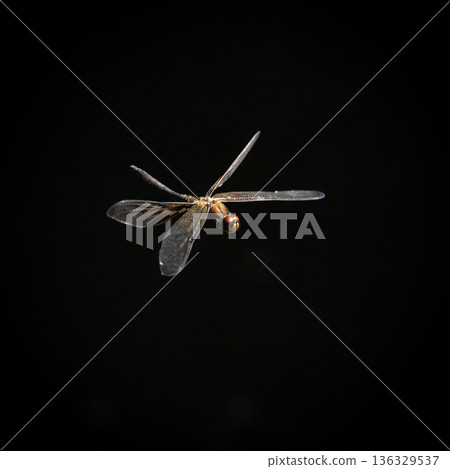 Yellow-striped Flutterer Yellow-striped Flutterer 136329537