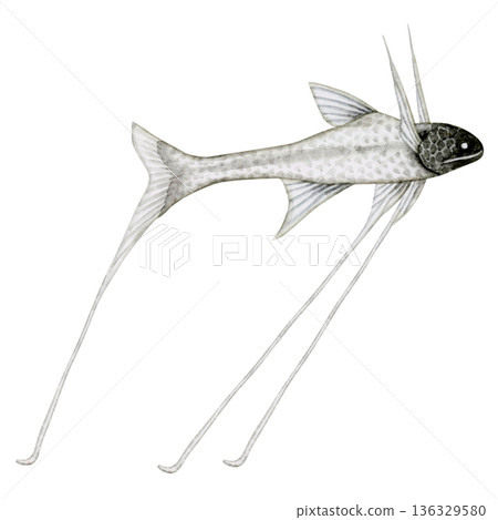 巨型沙丁魚、沙丁魚、深海魚、深海生物、水彩插圖 136329580