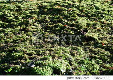 Moss covering the grounds of Takao Jingoji Temple in Kyoto Moss covering the grounds of Takao Jingoji Temple in Kyoto 136329922