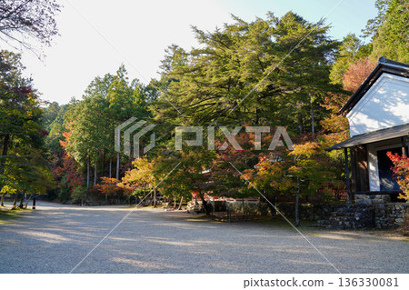 Scenery of the maple trees turning red in the grounds of Takao Jingoji Temple in Kyoto Scenery of the maple trees turning red in the grounds of Takao Jingoji Temple in Kyoto 136330081