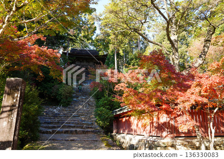 Scenery of the maple trees turning red in the grounds of Takao Jingoji Temple in Kyoto Scenery of the maple trees turning red in the grounds of Takao Jingoji Temple in Kyoto 136330083