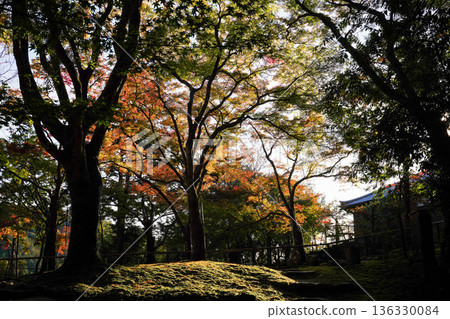 Scenery of the maple trees turning red in the grounds of Takao Jingoji Temple in Kyoto 136330084