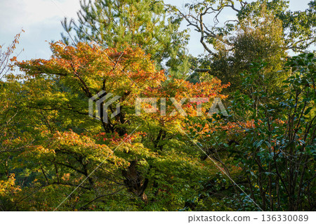 京都高尾神功寺內楓樹變紅的景色 136330089