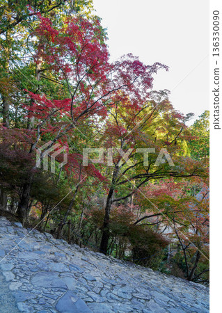 京都高尾神功寺內楓樹變紅的景色 136330090
