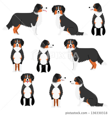 一套三色澳洲牧羊犬 一套三色澳洲牧羊犬 136330318