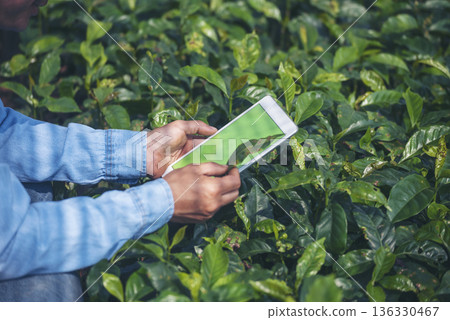 Smart farmer holding smartphone in eco green farm sustainable quality control. Close up Hand control planting tree. Farmer hands cultivated fresh garden in eco biotechnology. Farmland technology 136330467