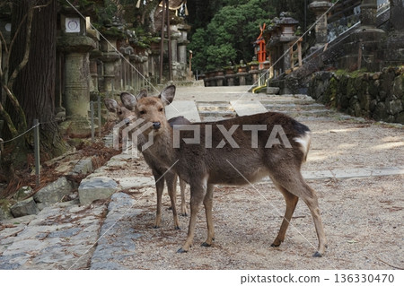 Two deer on the approach to Kasuga Taisha Shrine Two deer on the approach to Kasuga Taisha Shrine 136330470