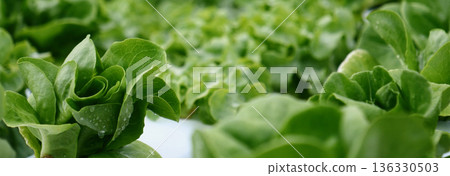 Banner fresh organic hydroponic vegetable plantation produce green salad hydroponic farm. Panorama Green oak lettuce salad in Organic Farm. Salad farm vegetable green oak lettuce with copy space 136330503