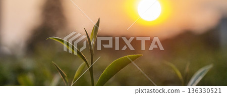 Banner Green tea tree leaves camellia sinensis organic farm sunlight. Panorama Fresh young tender bud herbal farm in morning. Banner Sunlight Green tea tree plant. Wide Green Tea Tree with copy space Banner Green tea tree leaves camellia sinensis organic farm sunlight. Panorama Fresh young tender bud herbal farm in morning. Banner Sunlight Green tea tree plant. Wide Green Tea Tree with copy space 136330521