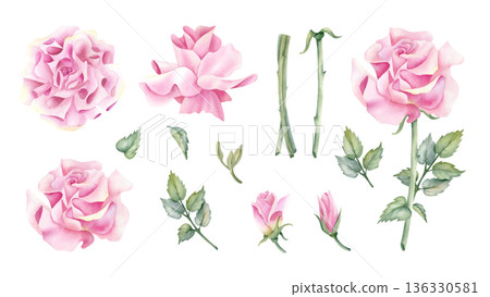 Watercolor set pink rose. Open and closed buds, delicate flower, stem, leaf. Botanical floral illustration isolated clip art. For your design, wedding day, greeting card, packaging, spring decoration. 136330581
