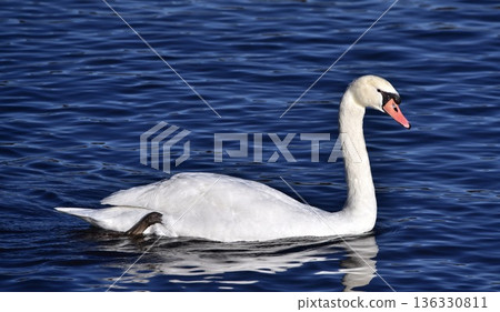 山中湖的象徵（疣鼻天鵝） 136330811