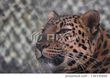 Amur leopard Amur leopard 136330860