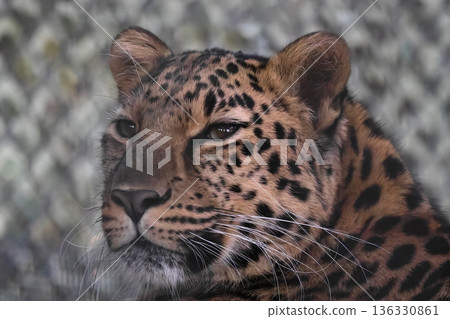 Amur leopard Amur leopard 136330861