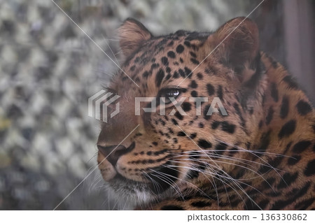 Amur leopard 136330862