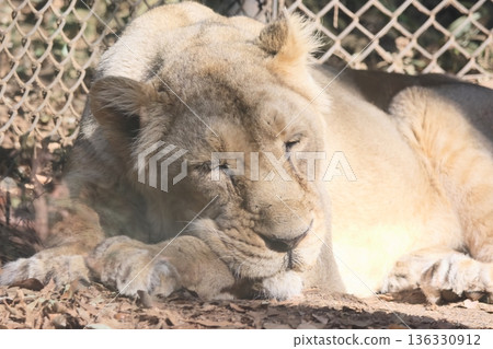 Indian Lion 136330912