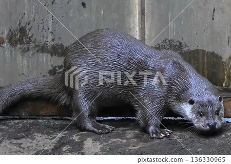 Otter 136330965