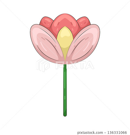 Illustration of tulip Illustration of tulip 136331066