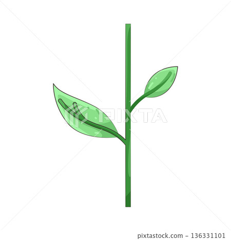 Illustration of stem  136331101