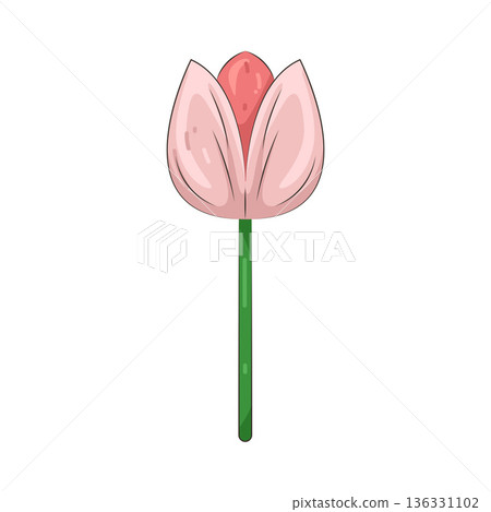 Illustration of tulip flower 136331102