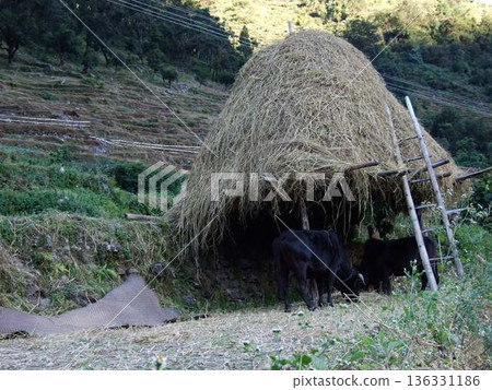 Cowshed? Cowshed? 136331186