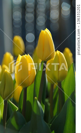 鬱金香6 136331201