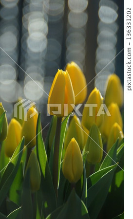 Tulip 5 Tulip 5 136331202