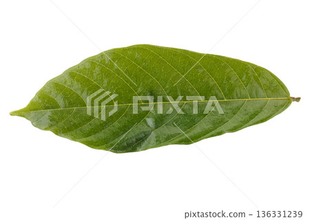 green cocoa leaf isolated on a white background green cocoa leaf isolated on a white background 136331239