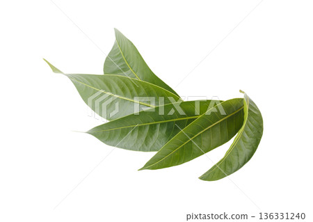 Leaves of the Marian plum isolated on a white background Leaves of the Marian plum isolated on a white background 136331240