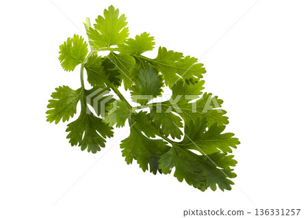 Coriander leaf isolated on a white background. 136331257