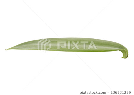 leaves of vanilla orchid plant isolated on a white background leaves of vanilla orchid plant isolated on a white background 136331259