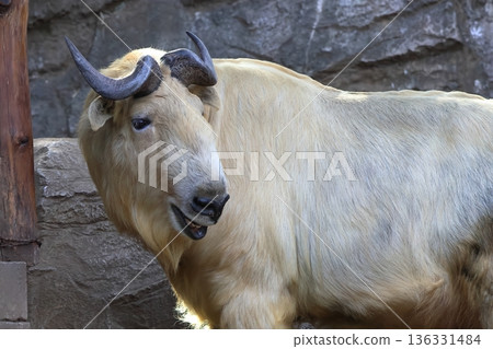 Golden Takin Golden Takin 136331484